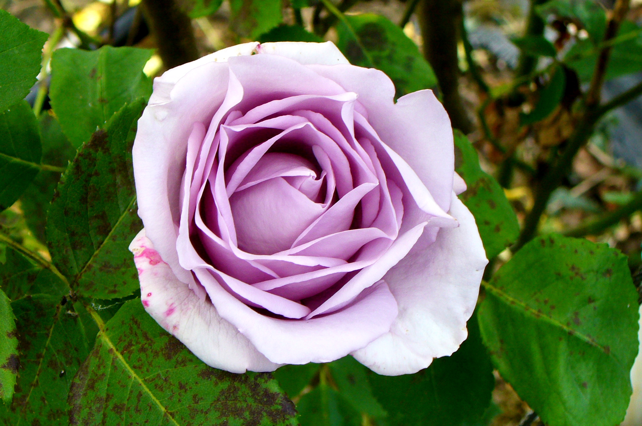 Ascendent & Descendent